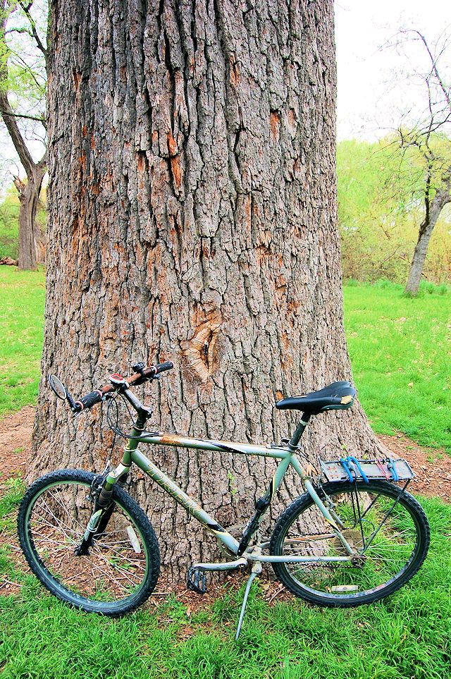 memorial oak bike