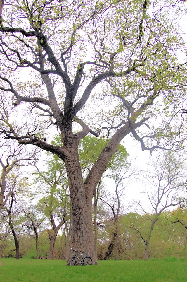 memorial oak wide