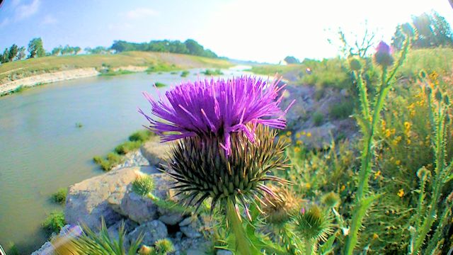 thistle wide 2